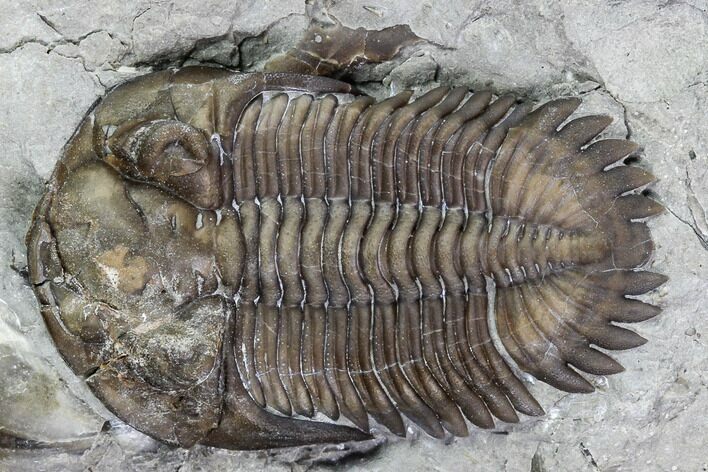 Greenops Trilobite - Hungry Hollow, Ontario #107543
